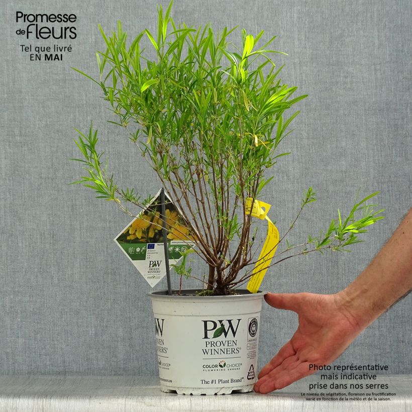 Hypericum kalmianum Sunny Boulevard - Hipérico Maceta 2L/3L Ejemplar entregado en la primavera