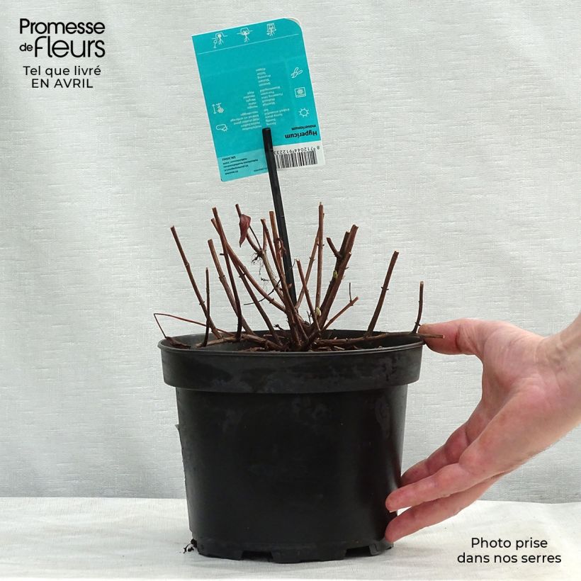 Hypericum moserianum - Hipérico Maceta 2L/3L Ejemplar entregado en la primavera