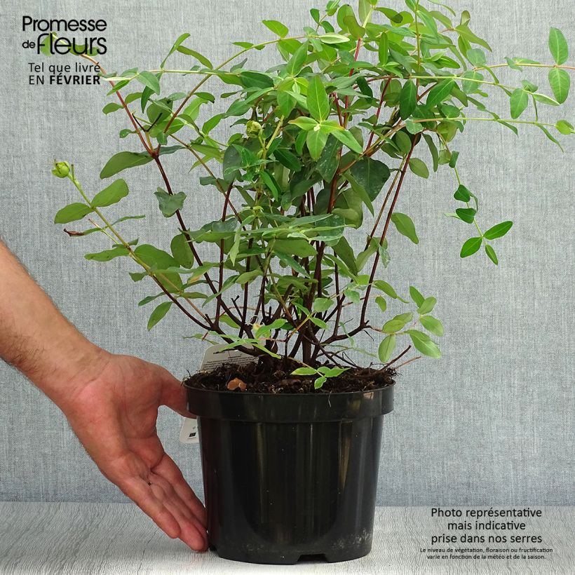 Ejemplar de Hypericum moserianum - Hipérico Maceta 2L/3L entregado en otoño