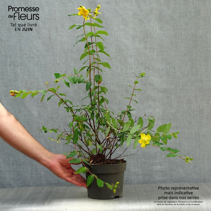 Ejemplar de Hypericum moserianum - Hipérico Maceta 2L/3L entregado en verano