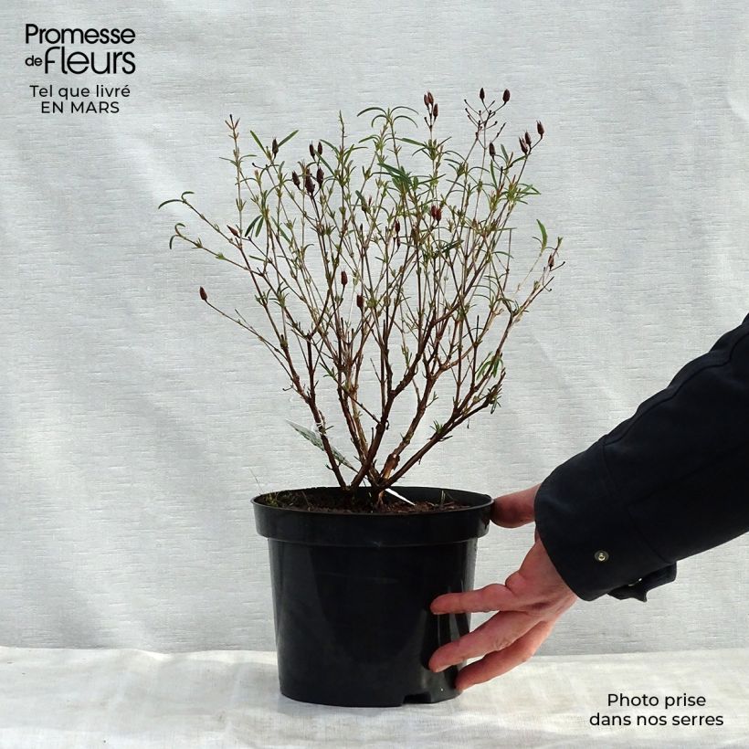 Hypericum kalmianum Gemo - Hipérico Maceta 3L/4L Ejemplar entregado en la primavera