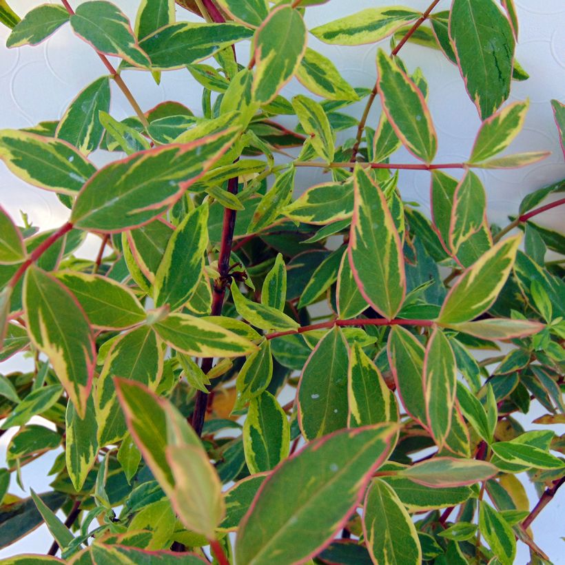 Hypericum moserianum Tricolor - Hipérico (Follaje)