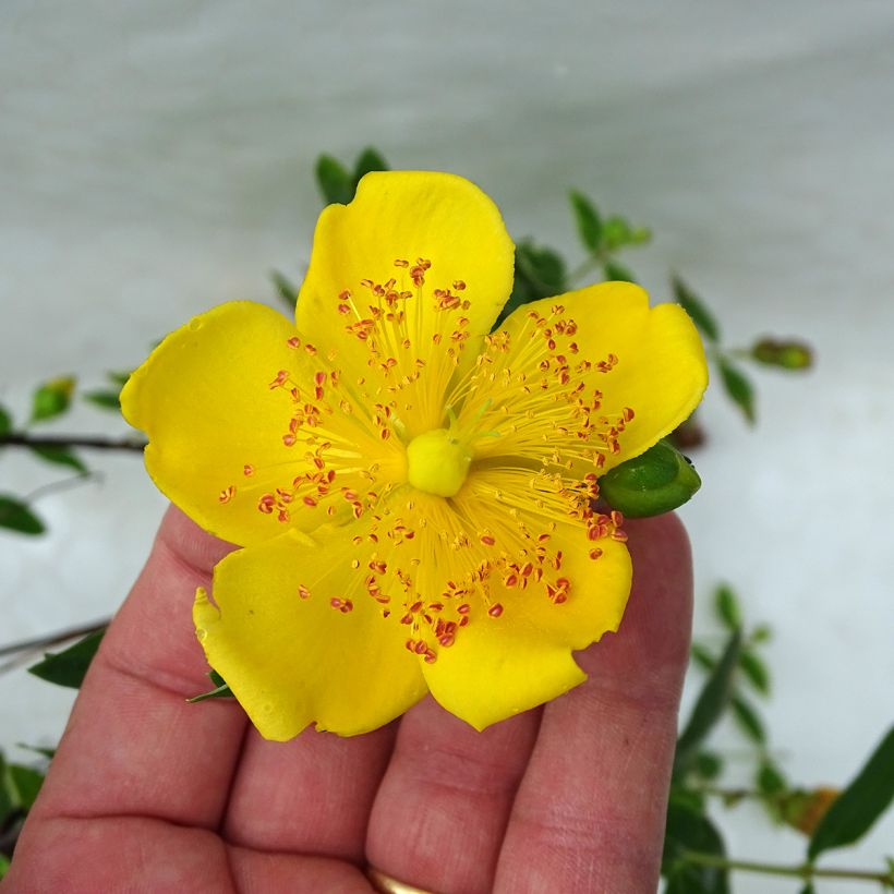Hypericum moserianum Tricolor - Hipérico (Floración)