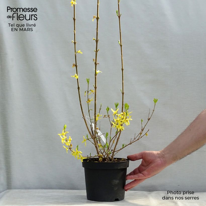 Forsythia intermedia Lynwood Maceta 2L/3L Ejemplar entregado en invierno