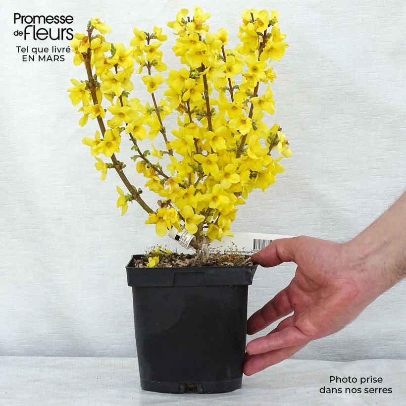 Forsythia intermedia Mindor Maceta 2L/3L Ejemplar entregado en invierno