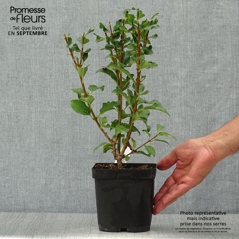 Ejemplar de Forsythia intermedia Mindor Maceta 2L/3L entregado en otoño
