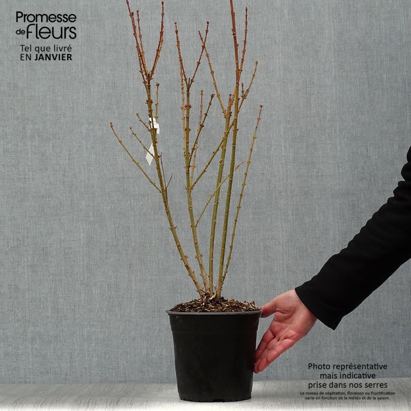 Forsythia intermedia Mindor Maceta 4L/5L Ejemplar entregado en invierno