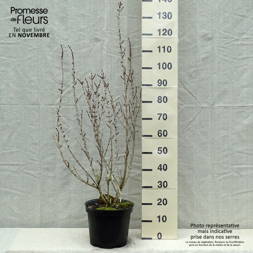 Ejemplar de Forsythia intermedia Mindor Maceta 7,5L/10L entregado en otoño