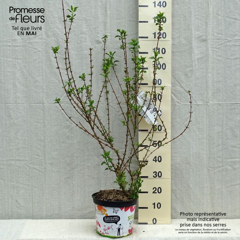 Forsythia intermedia Mindor Maceta 7,5L/10L Ejemplar entregado en la primavera