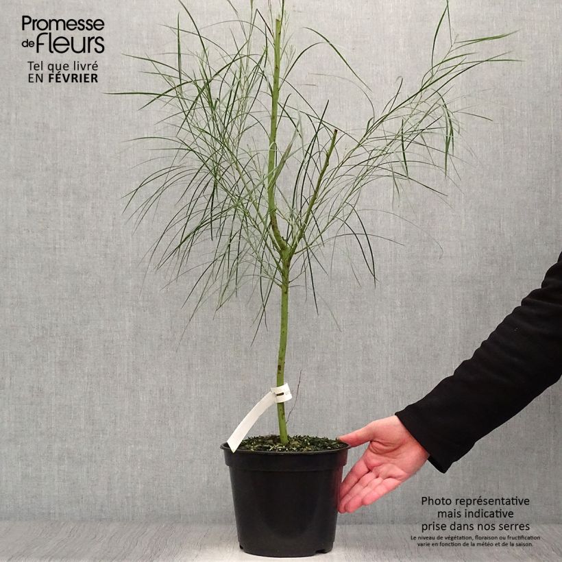 Acacia retinodes - Acacia amarilla Maceta 2L/3L Ejemplar entregado en invierno