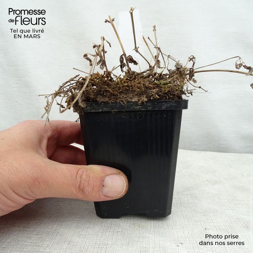 Mimulus luteus Maceta de 8/9 cm Ejemplar entregado en la primavera