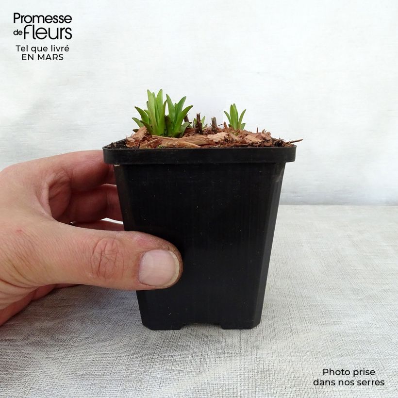 Mimulus ringens Maceta de 8/9 cm Ejemplar entregado en la primavera