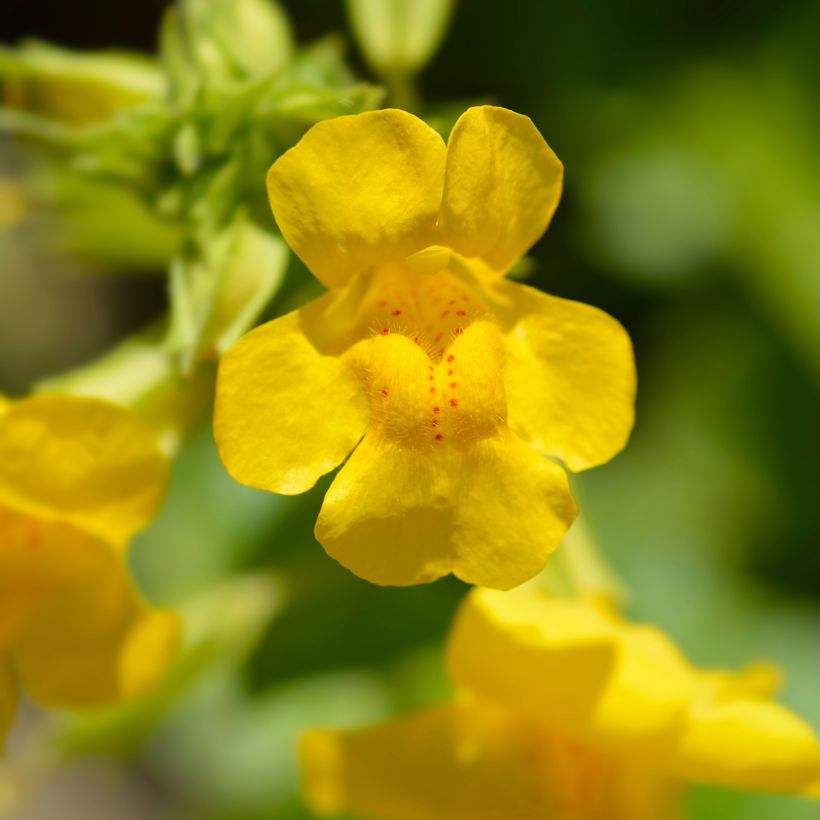 Mimulus luteus - Mímulo (Floración)