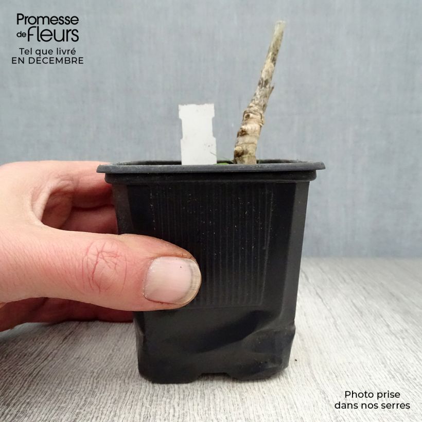 Miscanthus giganteus Maceta de 8/9 cm Ejemplar entregado en invierno