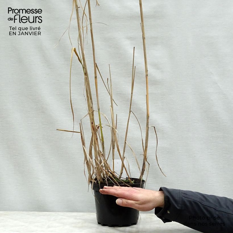 Miscanthus giganteus Maceta 2L/3L Ejemplar entregado en invierno