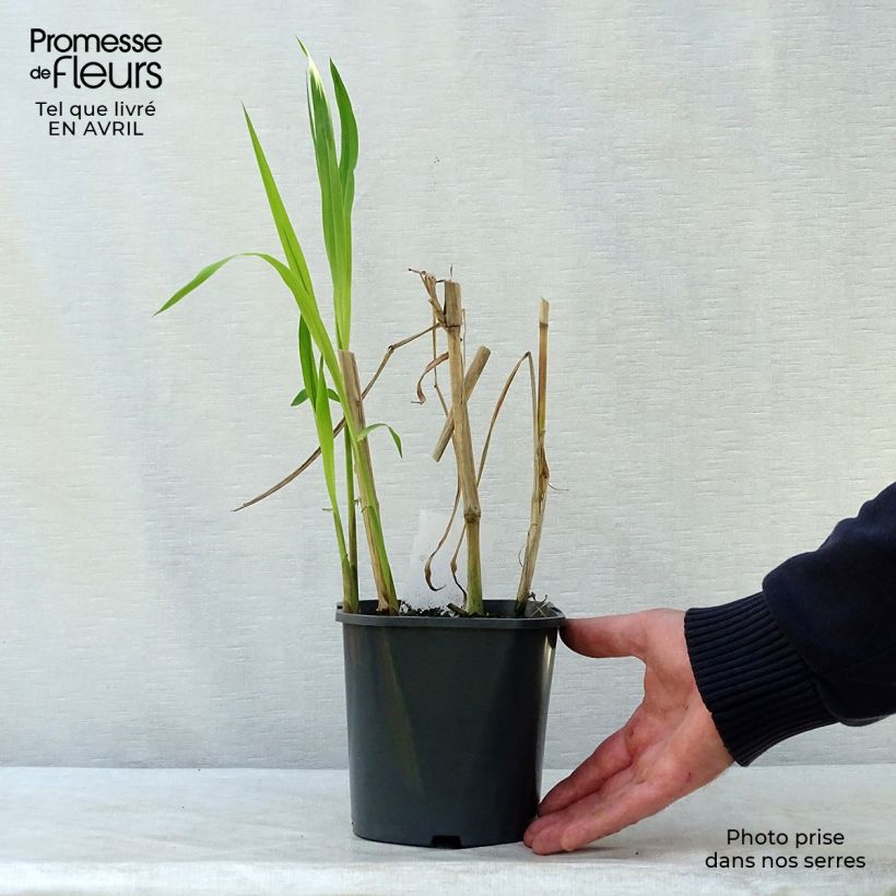 Miscanthus giganteus Maceta 2L/3L Ejemplar entregado en la primavera