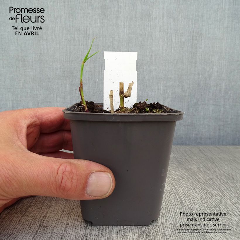 Miscanthus floridulus Maceta de 8/9 cm Ejemplar entregado en la primavera