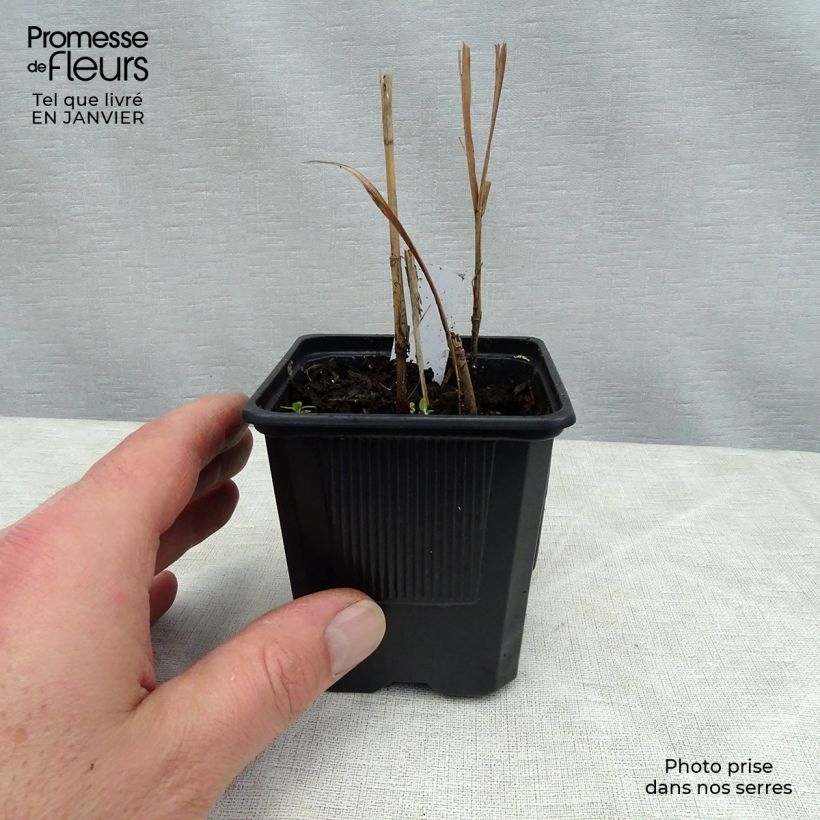 Miscanthus sacchariflorus Maceta de 8/9 cm Ejemplar entregado en invierno