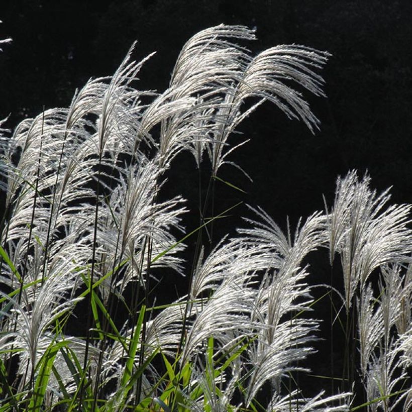 Miscanthus sacchariflorus (Floración)