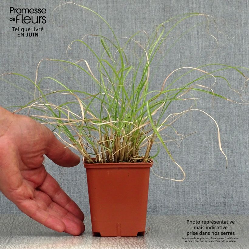 Ejemplar de Miscanthus sinensis Adagio Maceta de 8/9 cm entregado en verano