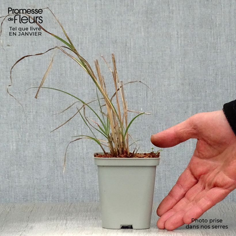 Miscanthus sinensis Adagio Maceta de 8/9 cm Ejemplar entregado en invierno