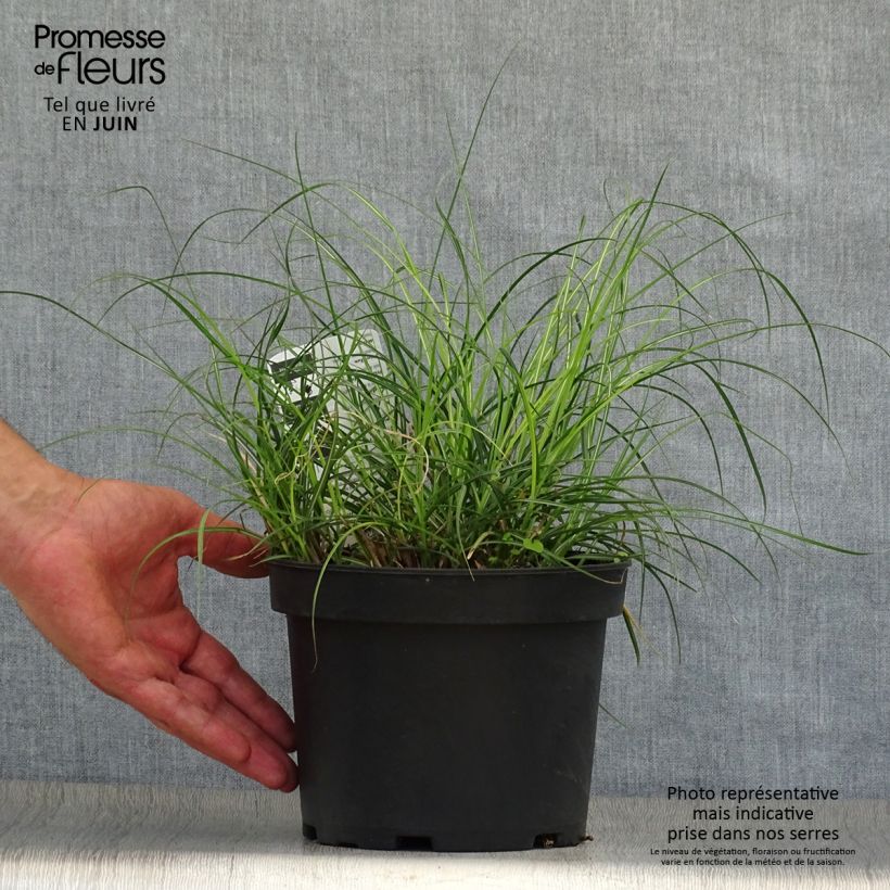 Ejemplar de Miscanthus sinensis Adagio Maceta 2L/3L entregado en verano