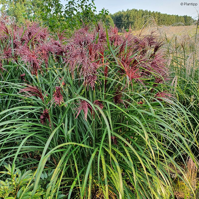 Miscanthus sinensis Boucle (Porte)