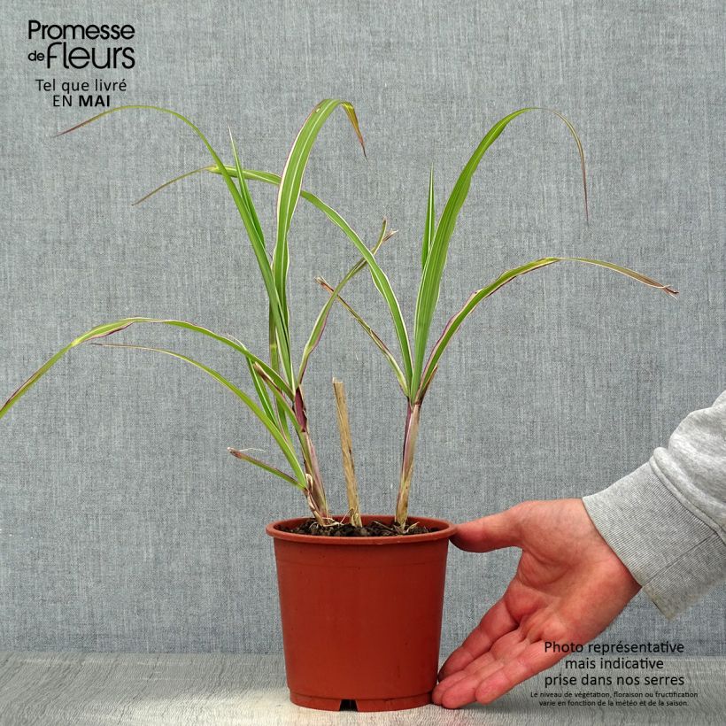 Miscanthus sinensis var. condensatus Cosmopolitan Maceta 1L/1,5L Ejemplar entregado en la primavera