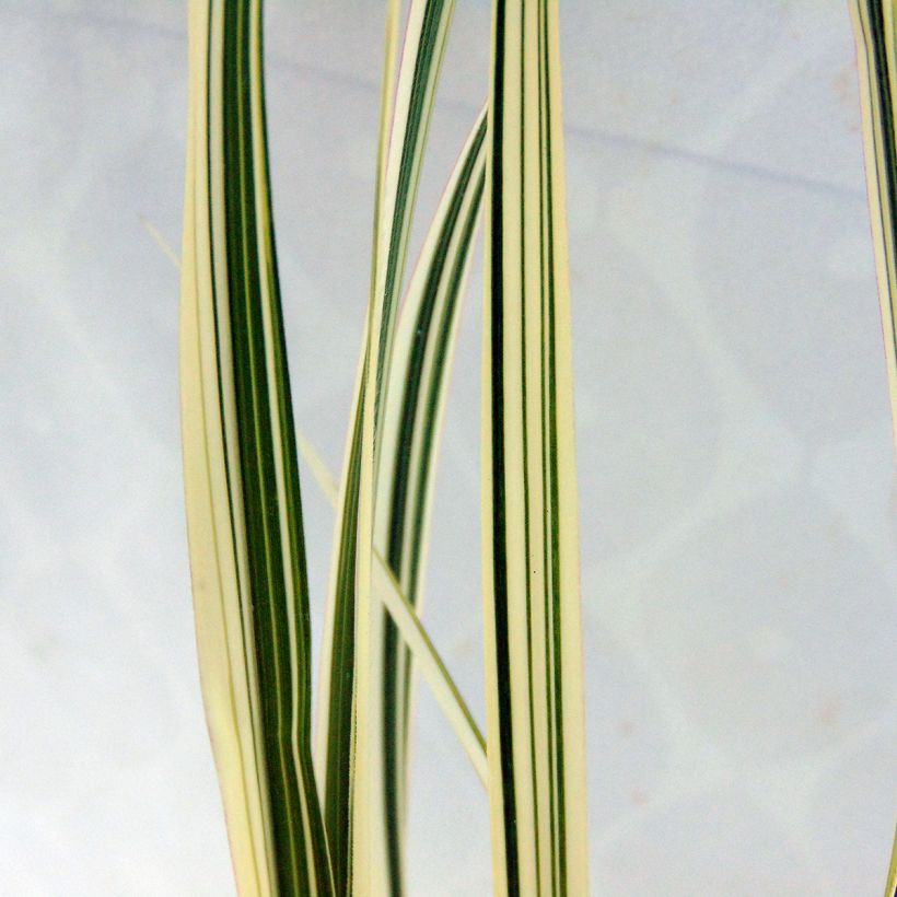 Miscanthus sinensis var. condensatus Cosmopolitan (Follaje)
