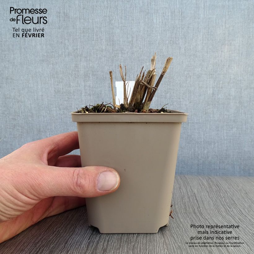 Miscanthus sinensis Dronning Ingrid Maceta de 8/9 cm Ejemplar entregado en invierno