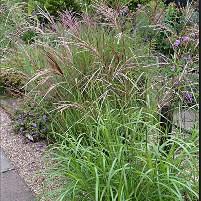 Miscanthus sinensis Emmanuel Lepage (Floración)