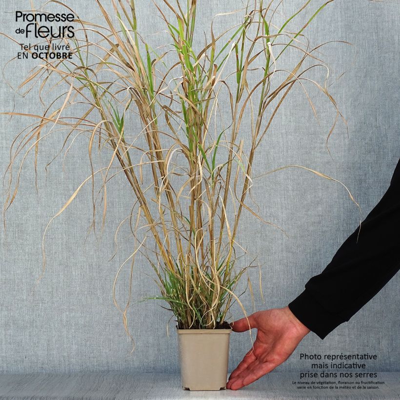 Ejemplar de Miscanthus sinensis Etincelle Maceta de 8/9 cm entregado en otoño