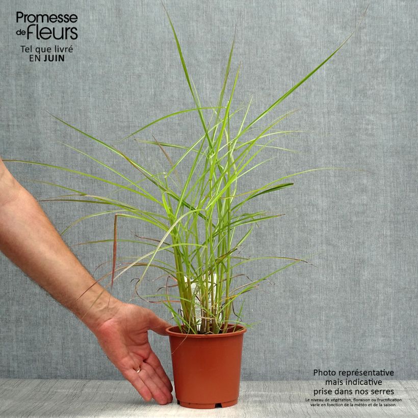 Ejemplar de Miscanthus sinensis Ferner Osten Maceta 1L/1,5L entregado en verano