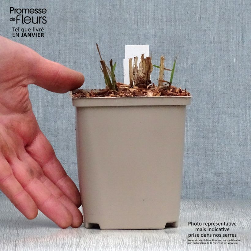 Miscanthus sinensis Flamingo Maceta de 8/9 cm Ejemplar entregado en invierno