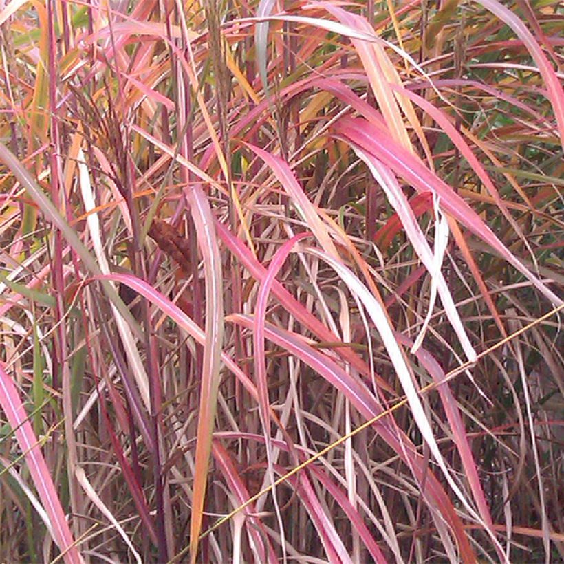Miscanthus sinensis Ghana (Follaje)