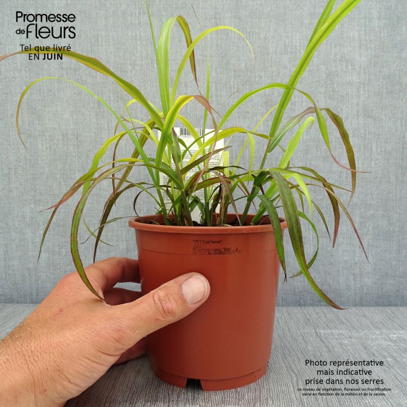 Miscanthus sinensis Ghana Maceta 1L/1,5L Ejemplar entregado en la primavera