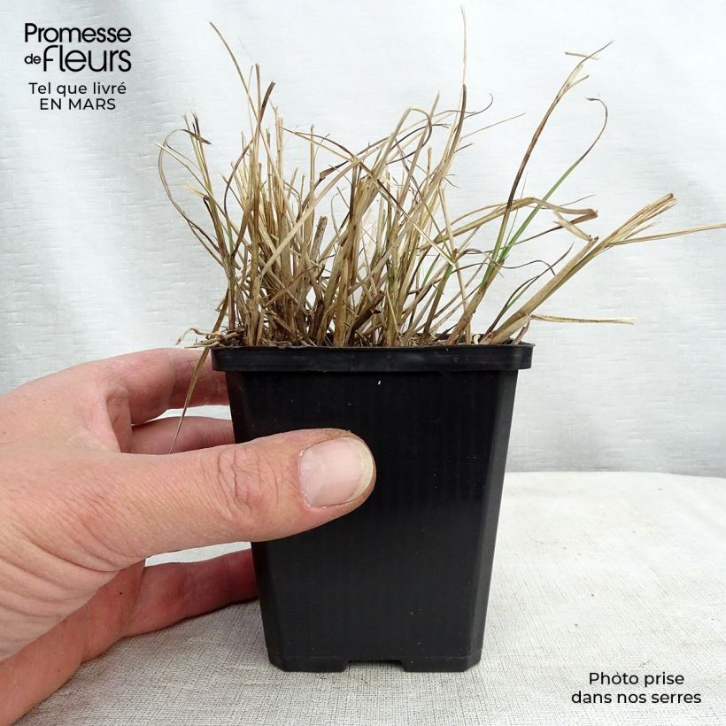 Miscanthus sinensis Gnom Maceta de 8/9 cm Ejemplar entregado en la primavera