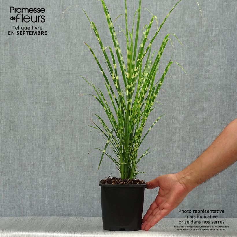 Ejemplar de Miscanthus sinensis Gold Bar Maceta 2L/3L entregado en otoño