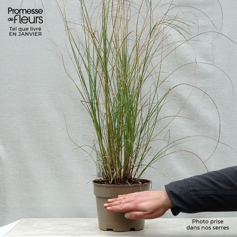 Miscanthus sinensis Gracillimus Maceta 2L/3L Ejemplar entregado en invierno