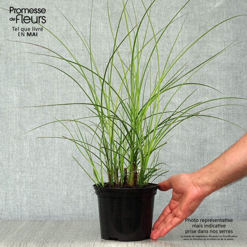 Miscanthus sinensis Gracillimus Maceta 2L/3L Ejemplar entregado en la primavera