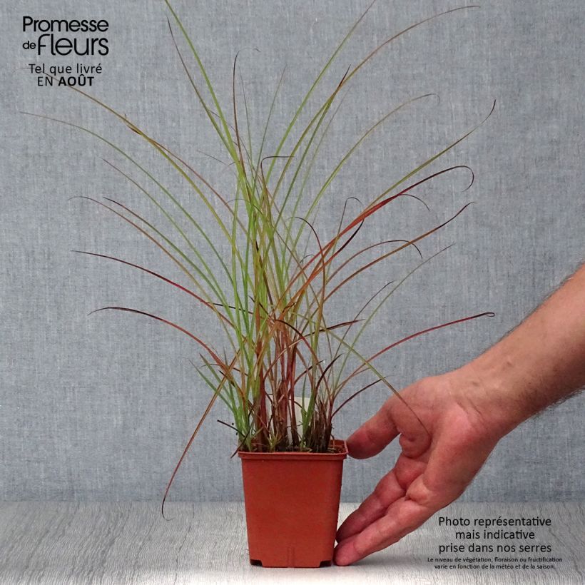 Ejemplar de Miscanthus sinensis Graziella Maceta de 8/9 cm entregado en verano