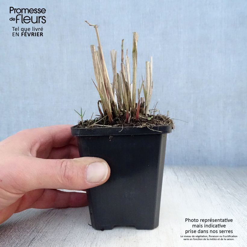 Miscanthus sinensis Graziella Maceta de 8/9 cm Ejemplar entregado en invierno