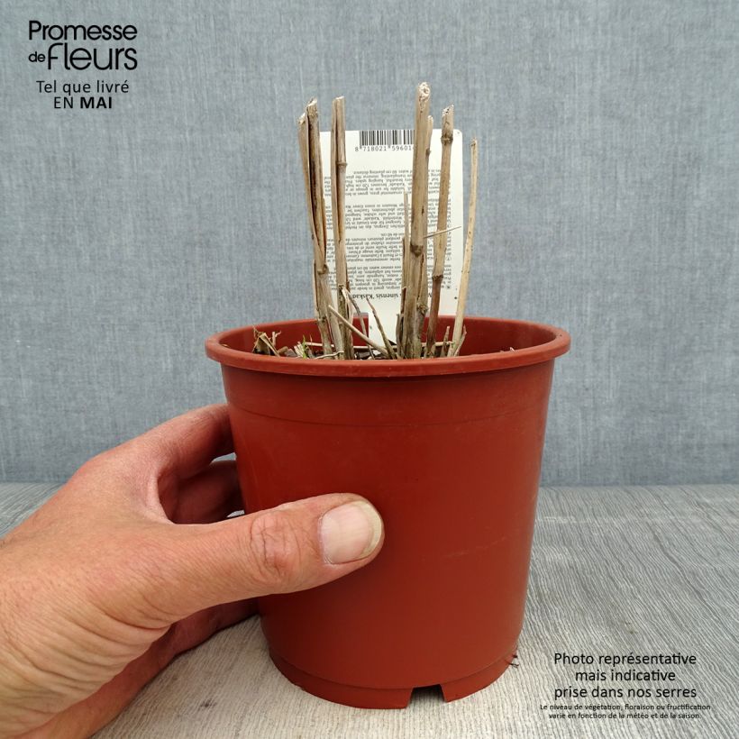 Miscanthus sinensis Kaskade Maceta 1L/1,5L Ejemplar entregado en la primavera