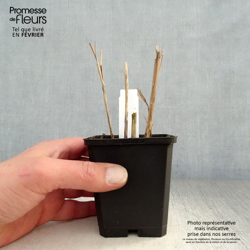 Miscanthus sinensis Kleine Fontäne Maceta de 8/9 cm Ejemplar entregado en invierno