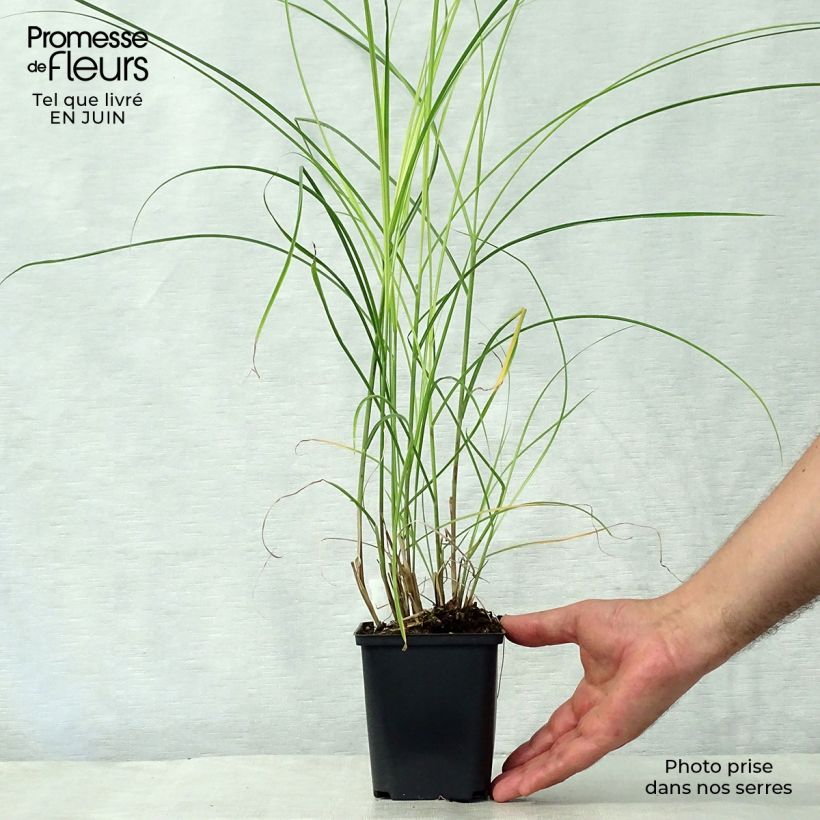 Ejemplar de Miscanthus sinensis Kleine Silberspinne Maceta de 8/9 cm entregado en verano