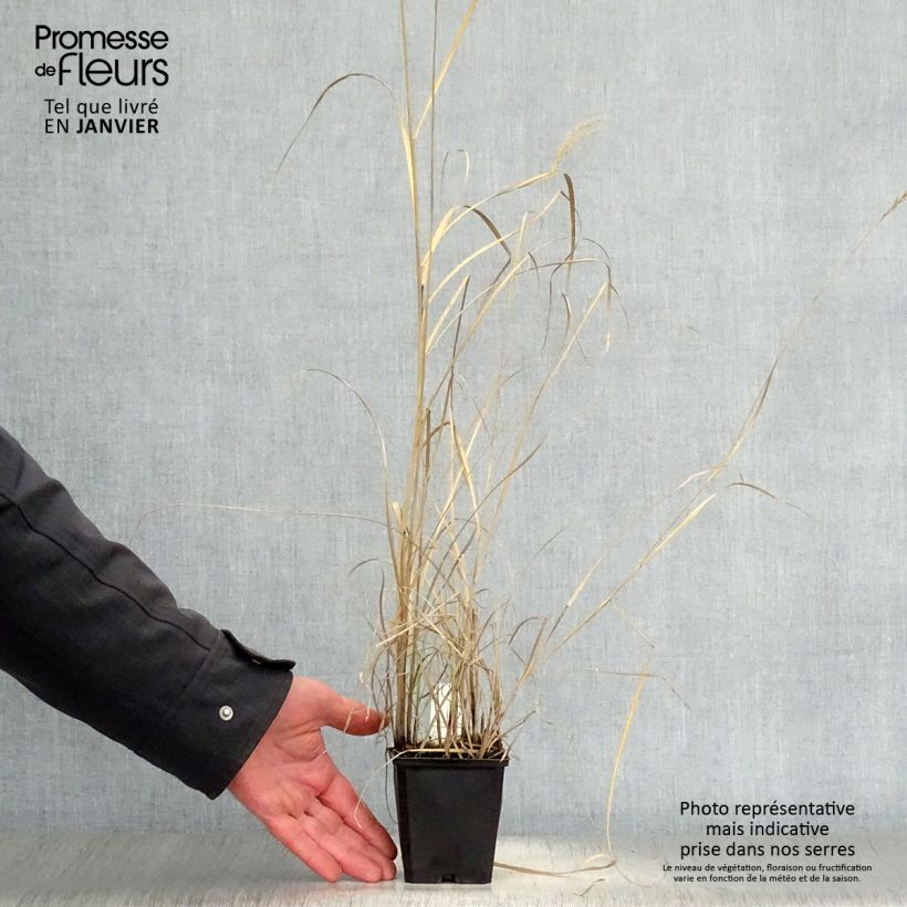 Miscanthus sinensis Kleine Silberspinne Maceta de 8/9 cm Ejemplar entregado en invierno