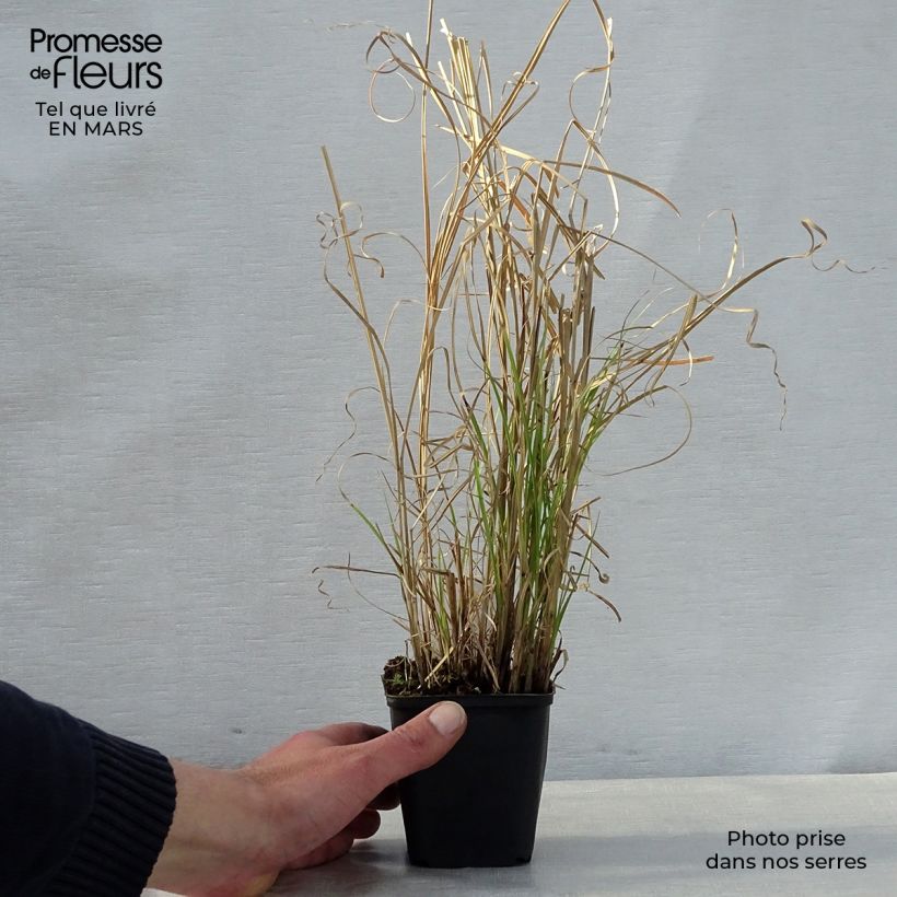 Miscanthus sinensis Kleine Silberspinne Maceta de 8/9 cm Ejemplar entregado en la primavera