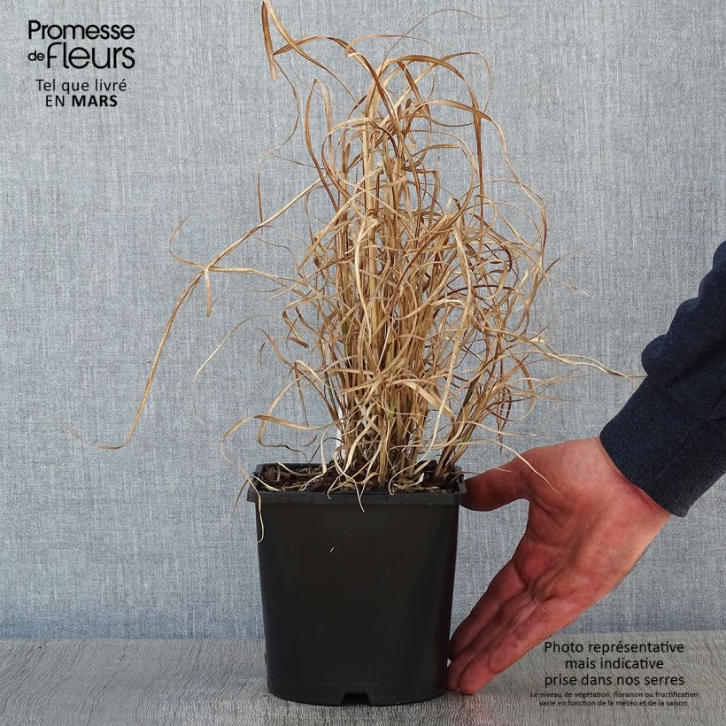 Miscanthus sinensis Little Zebra Maceta 2L/3L Ejemplar entregado en invierno