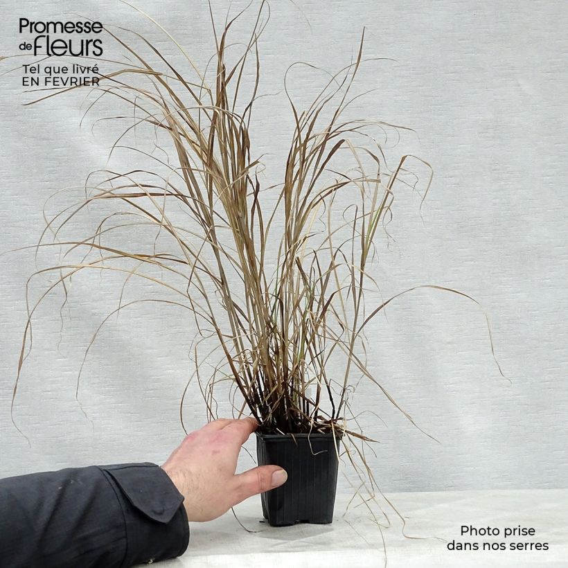 Miscanthus sinensis Little Zebra Maceta de 8/9 cm Ejemplar entregado en invierno