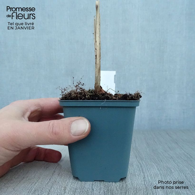 Miscanthus sinensis Malepartus Maceta de 8/9 cm Ejemplar entregado en invierno